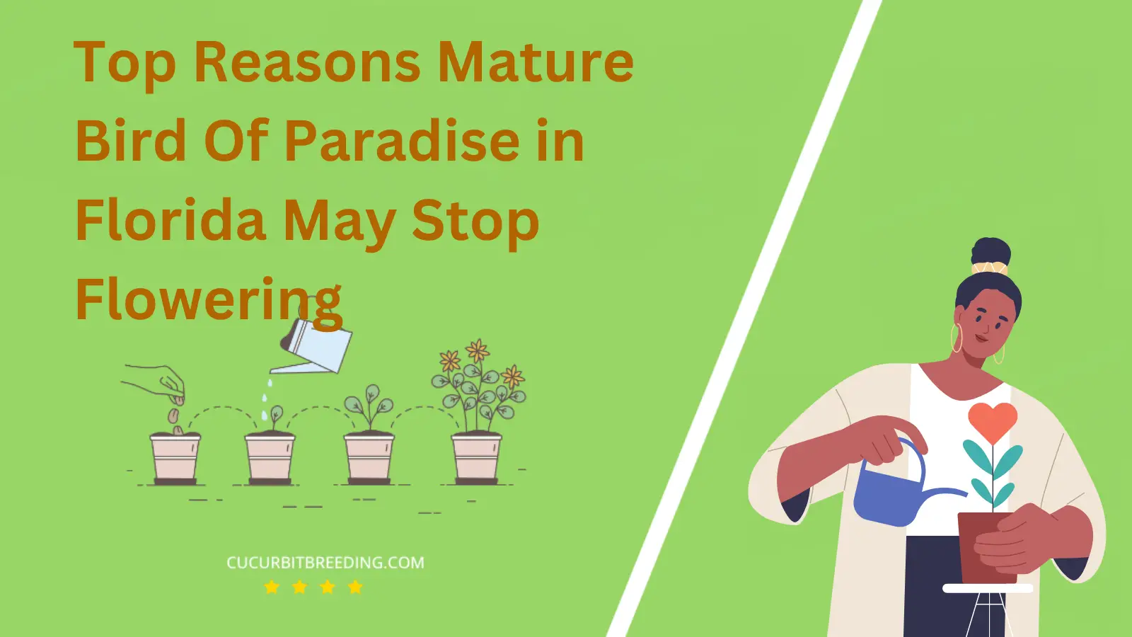 Top Reasons Mature Bird Of Paradise in Florida May Stop Flowering