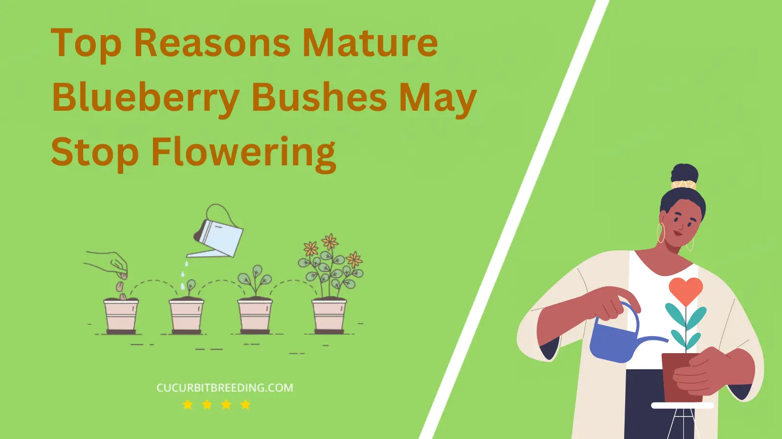 Top Reasons Mature Blueberry Bushes May Stop Flowering