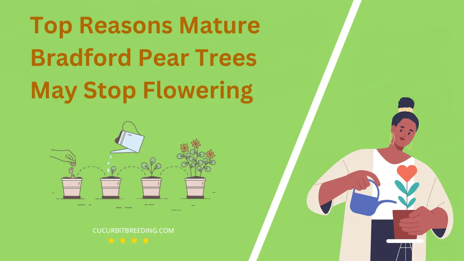 Top Reasons Mature Bradford Pear Trees May Stop Flowering