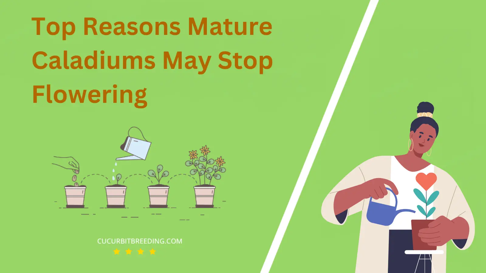 Top Reasons Mature Caladiums May Stop Flowering