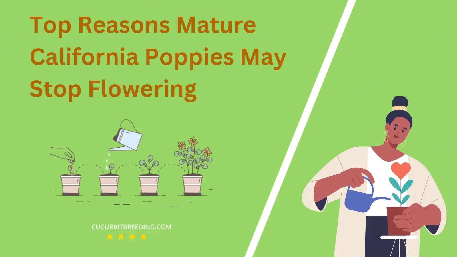 Top Reasons Mature California Poppies May Stop Flowering