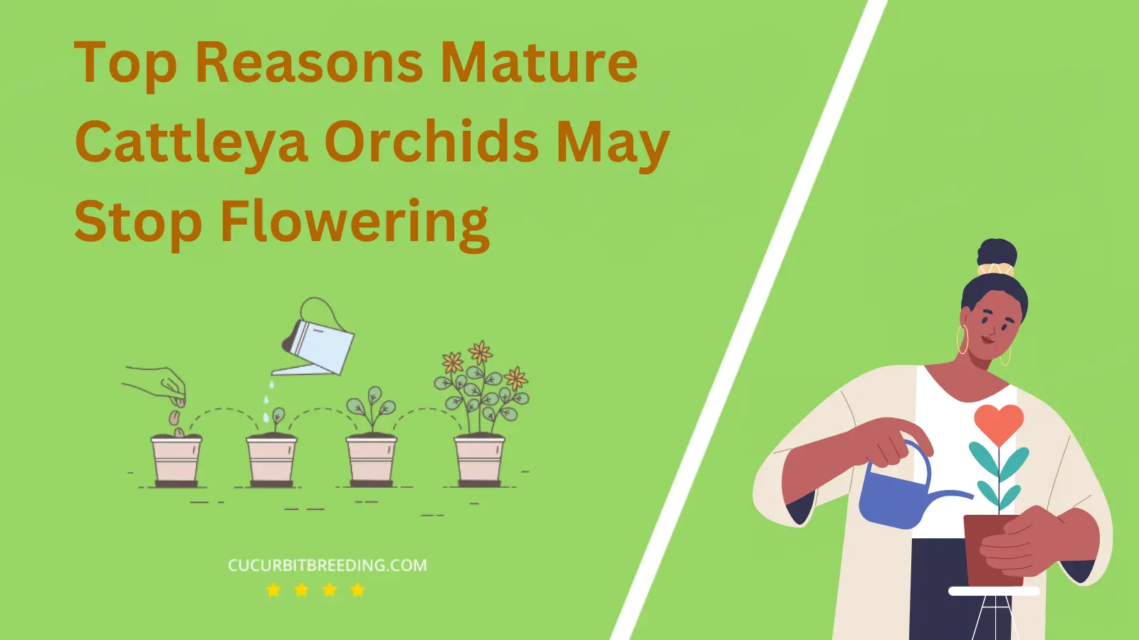 Top Reasons Mature Cattleya Orchids May Stop Flowering