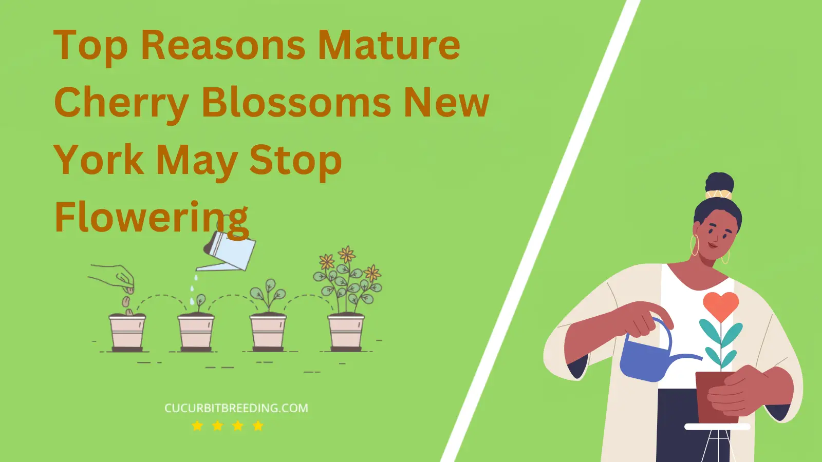 Top Reasons Mature Cherry Blossoms New York May Stop Flowering