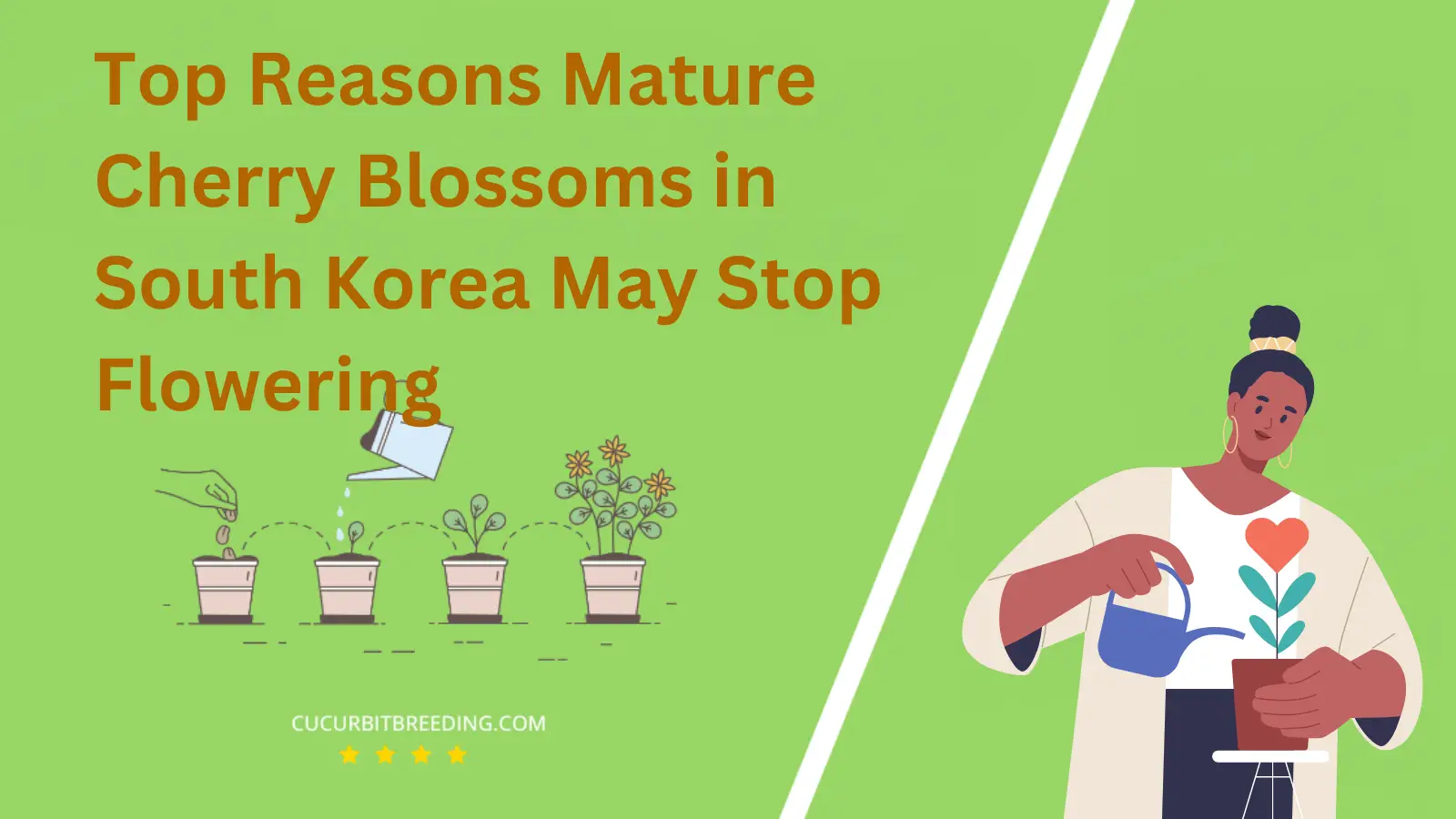 Top Reasons Mature Cherry Blossoms in South Korea May Stop Flowering