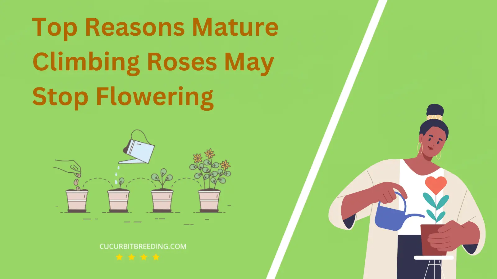 Top Reasons Mature Climbing Roses May Stop Flowering