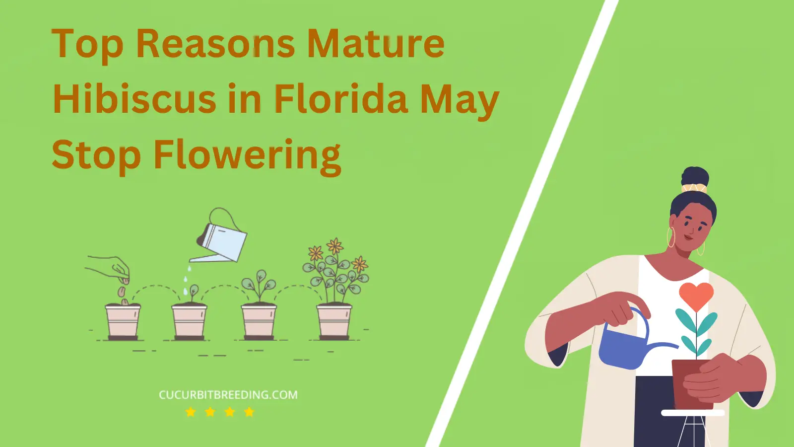 Top Reasons Mature Hibiscus in Florida May Stop Flowering
