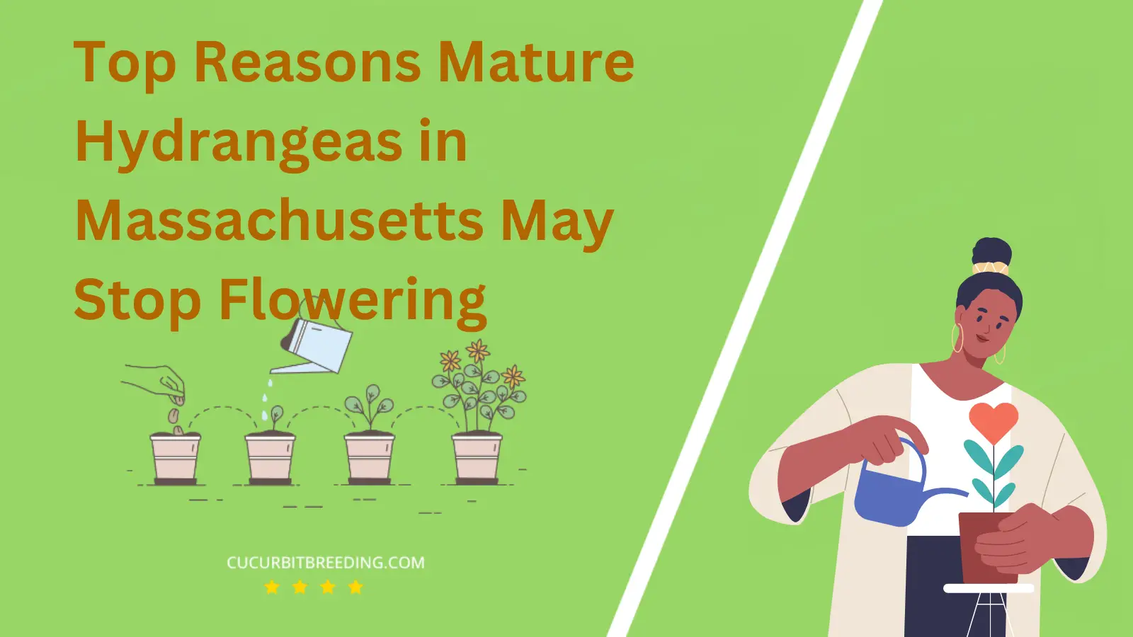 Top Reasons Mature Hydrangeas in Massachusetts May Stop Flowering