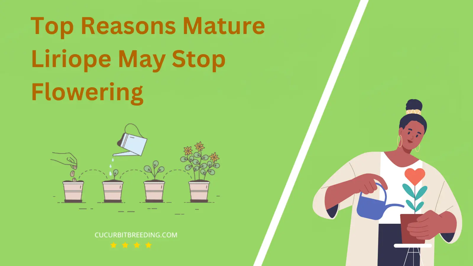 Top Reasons Mature Liriope May Stop Flowering