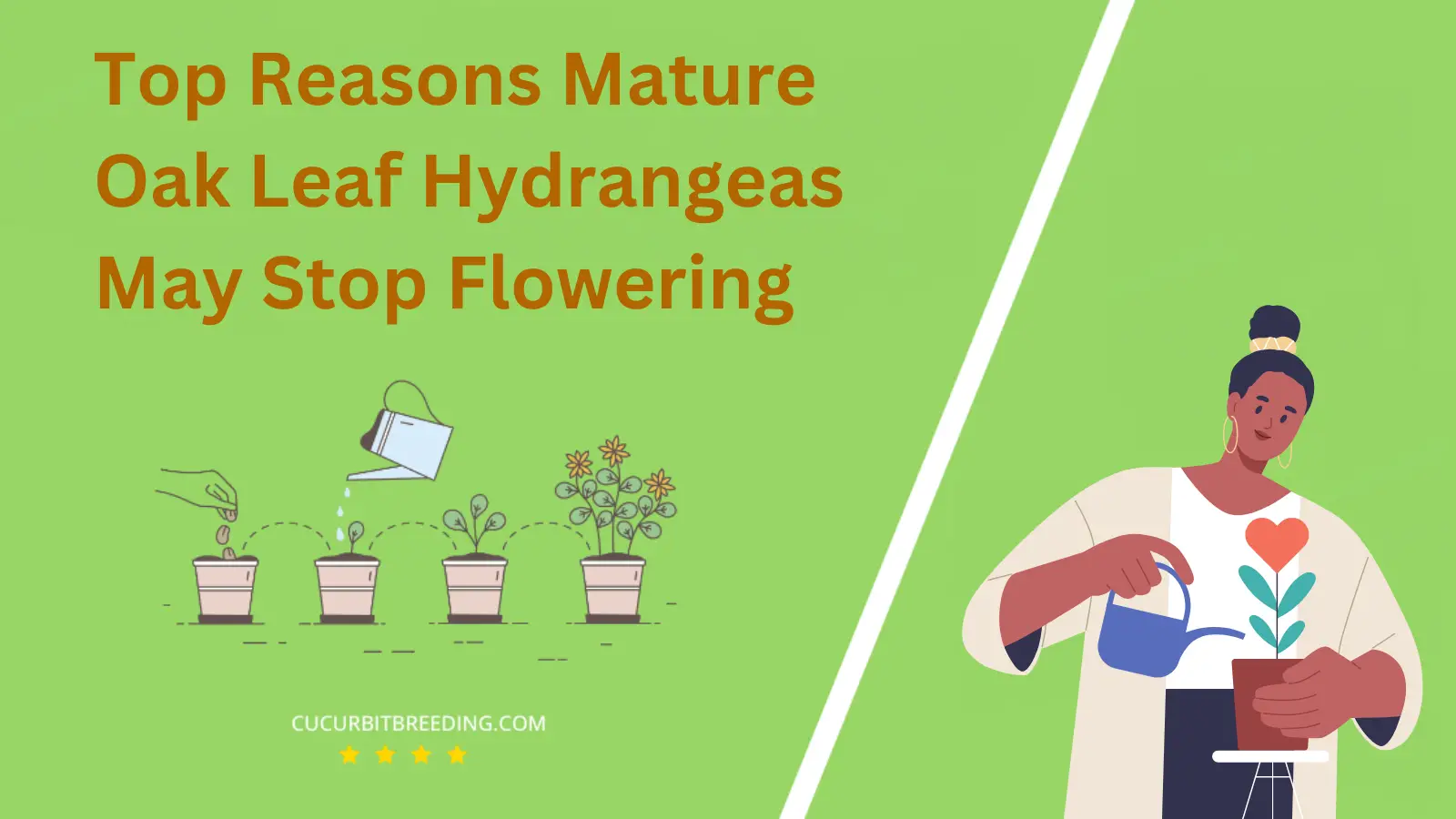 Top Reasons Mature Oak Leaf Hydrangeas May Stop Flowering