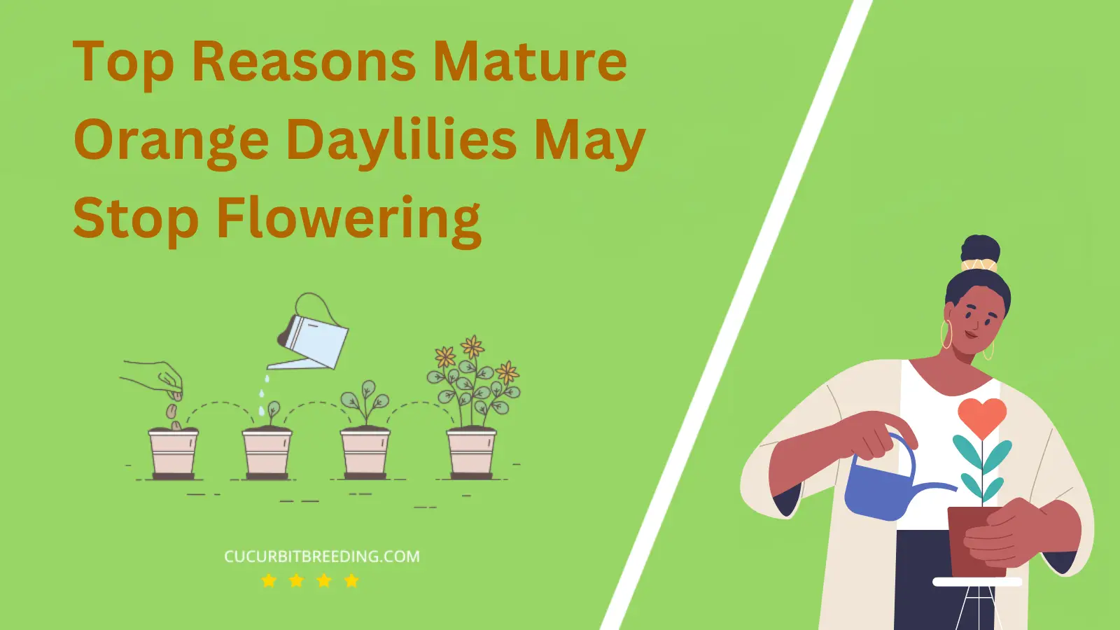 Top Reasons Mature Orange Daylilies May Stop Flowering