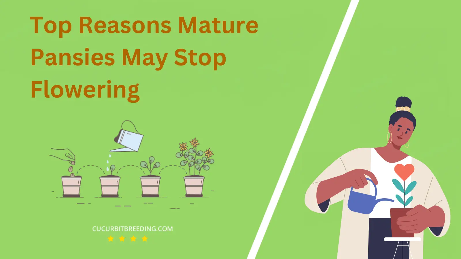 Top Reasons Mature Pansies May Stop Flowering