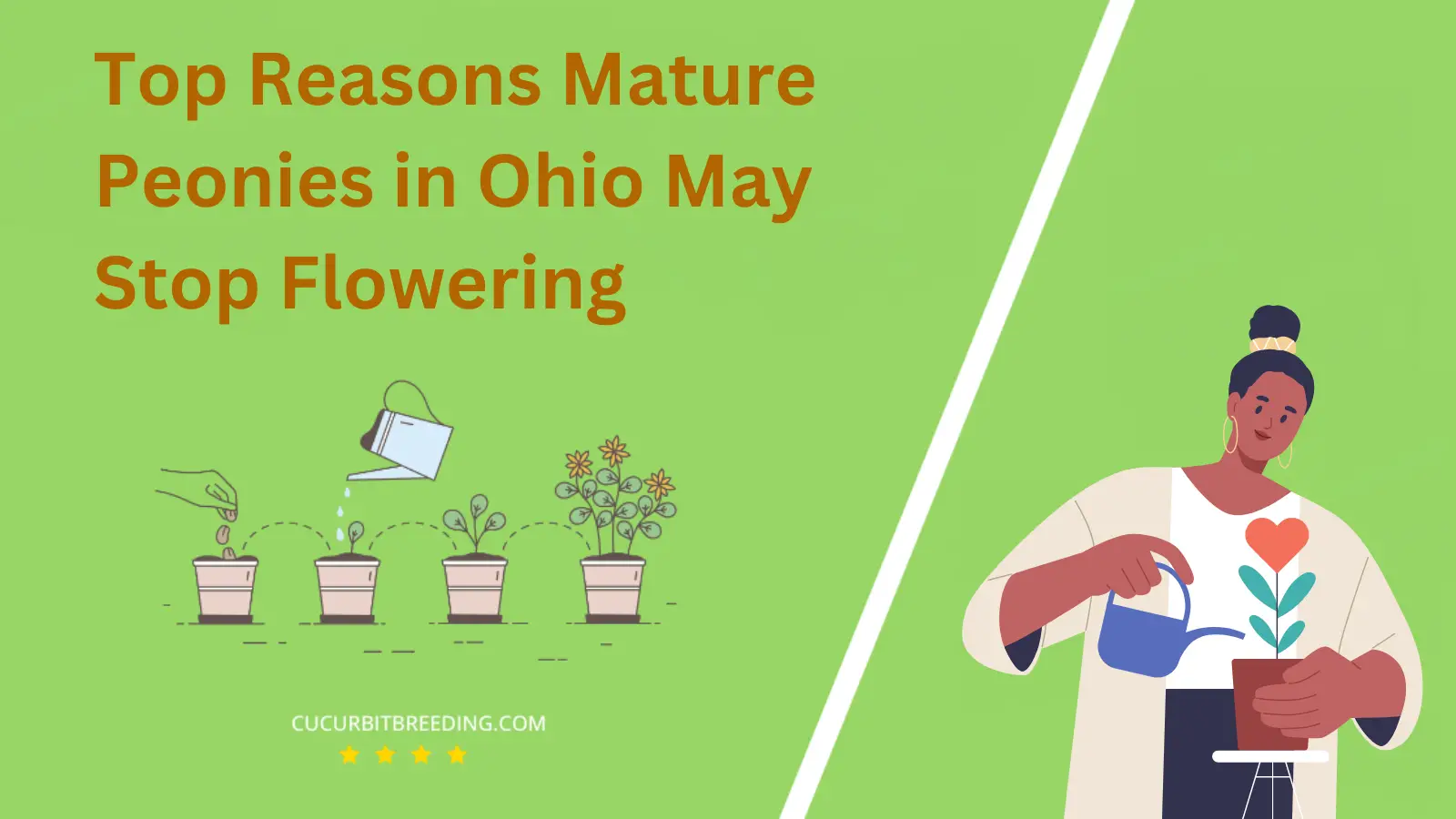 Top Reasons Mature Peonies in Ohio May Stop Flowering