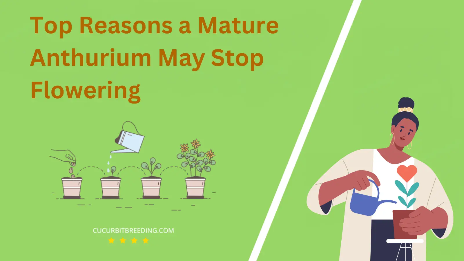 Top Reasons a Mature Anthurium May Stop Flowering