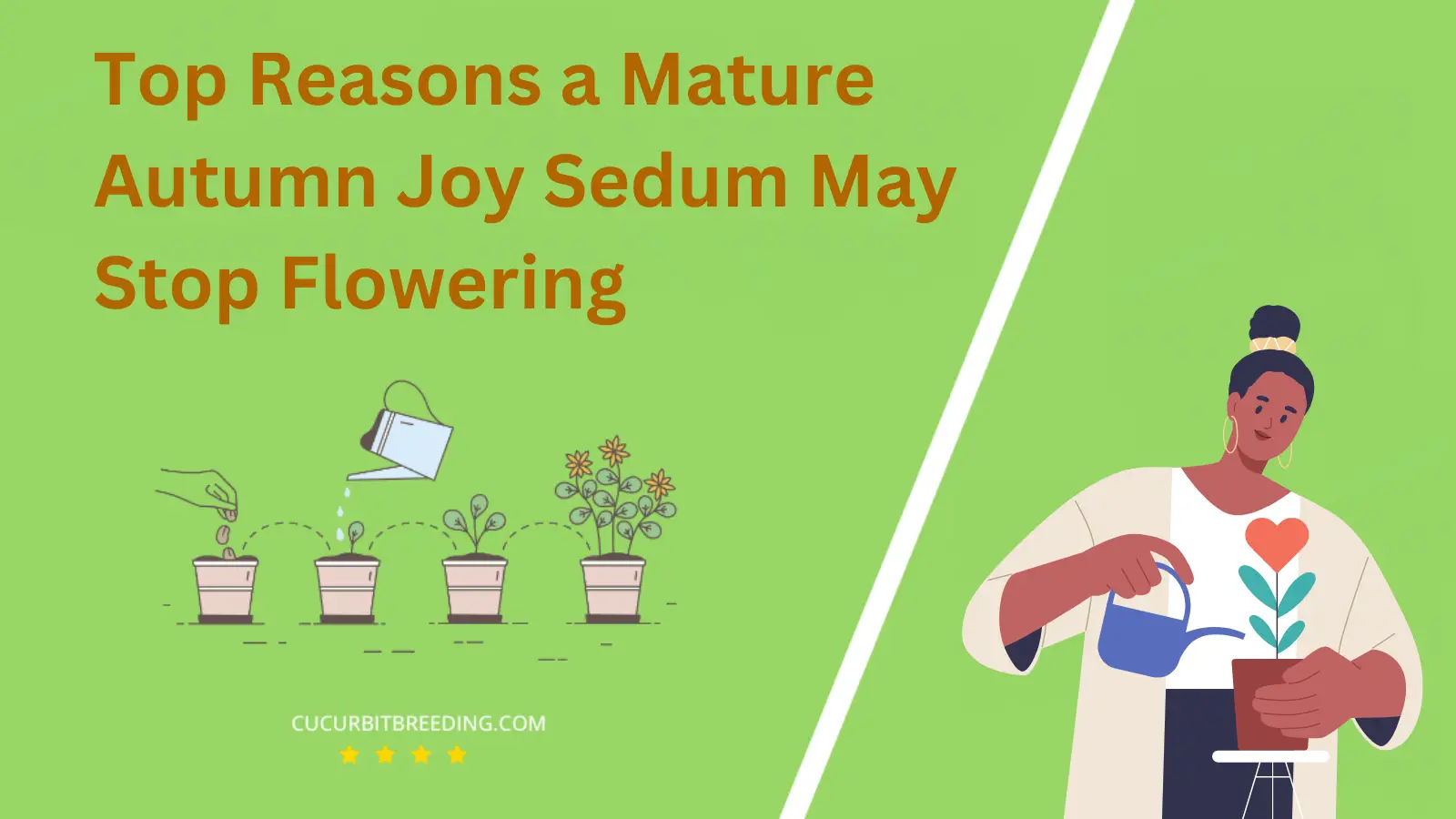 Top Reasons a Mature Autumn Joy Sedum May Stop Flowering