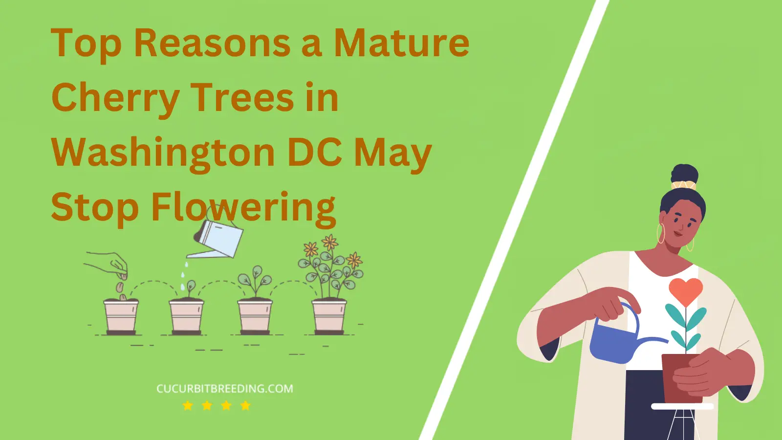 Top Reasons a Mature Cherry Trees in Washington DC May Stop Flowering