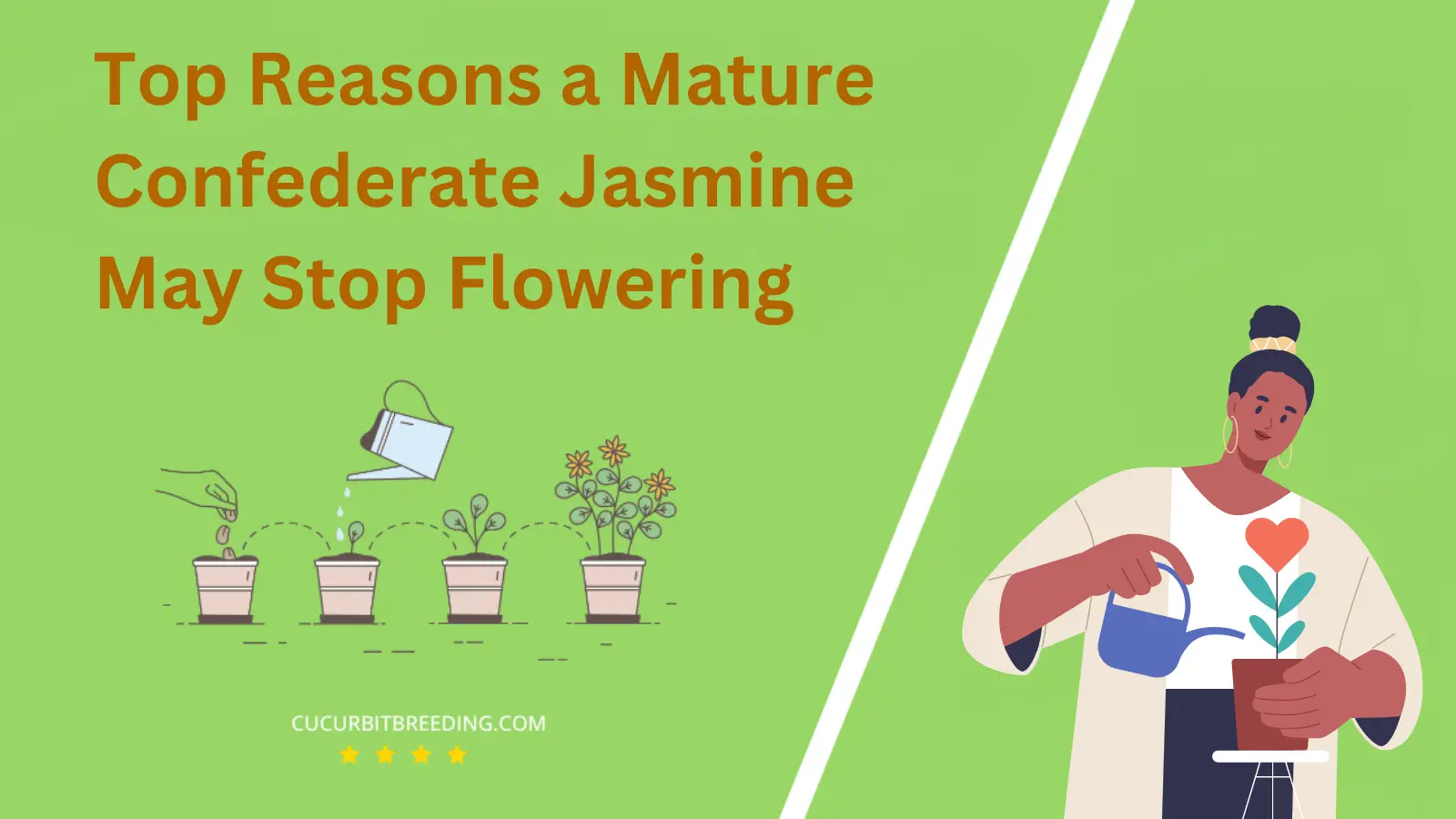 Top Reasons a Mature Confederate Jasmine May Stop Flowering