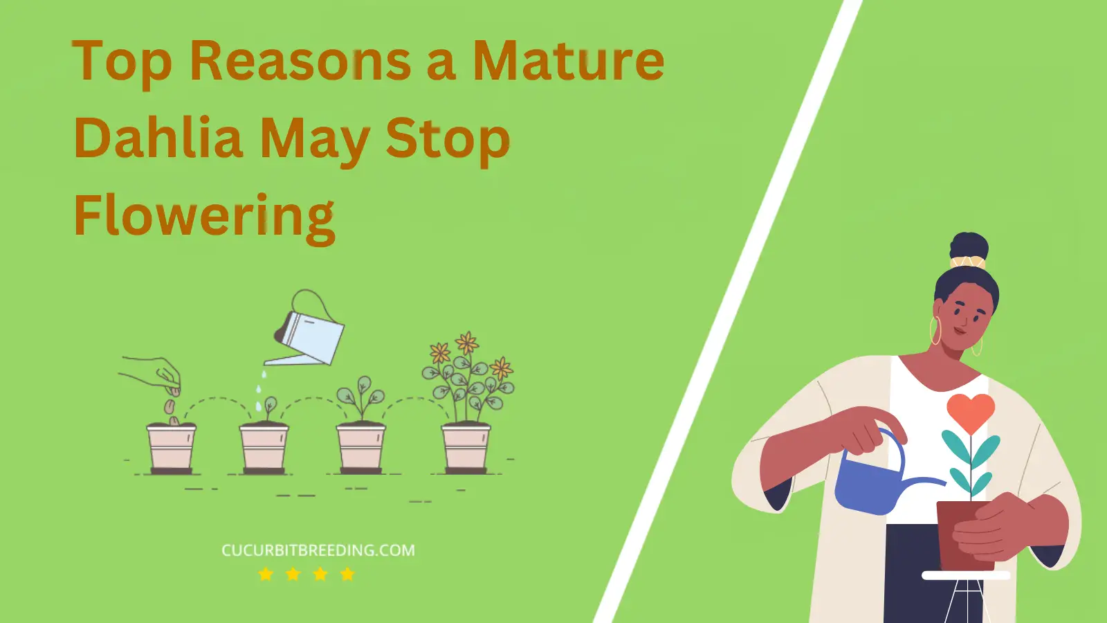 Top Reasons a Mature Dahlia May Stop Flowering