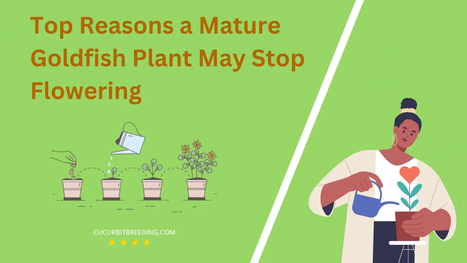 Top Reasons a Mature Goldfish Plant May Stop Flowering