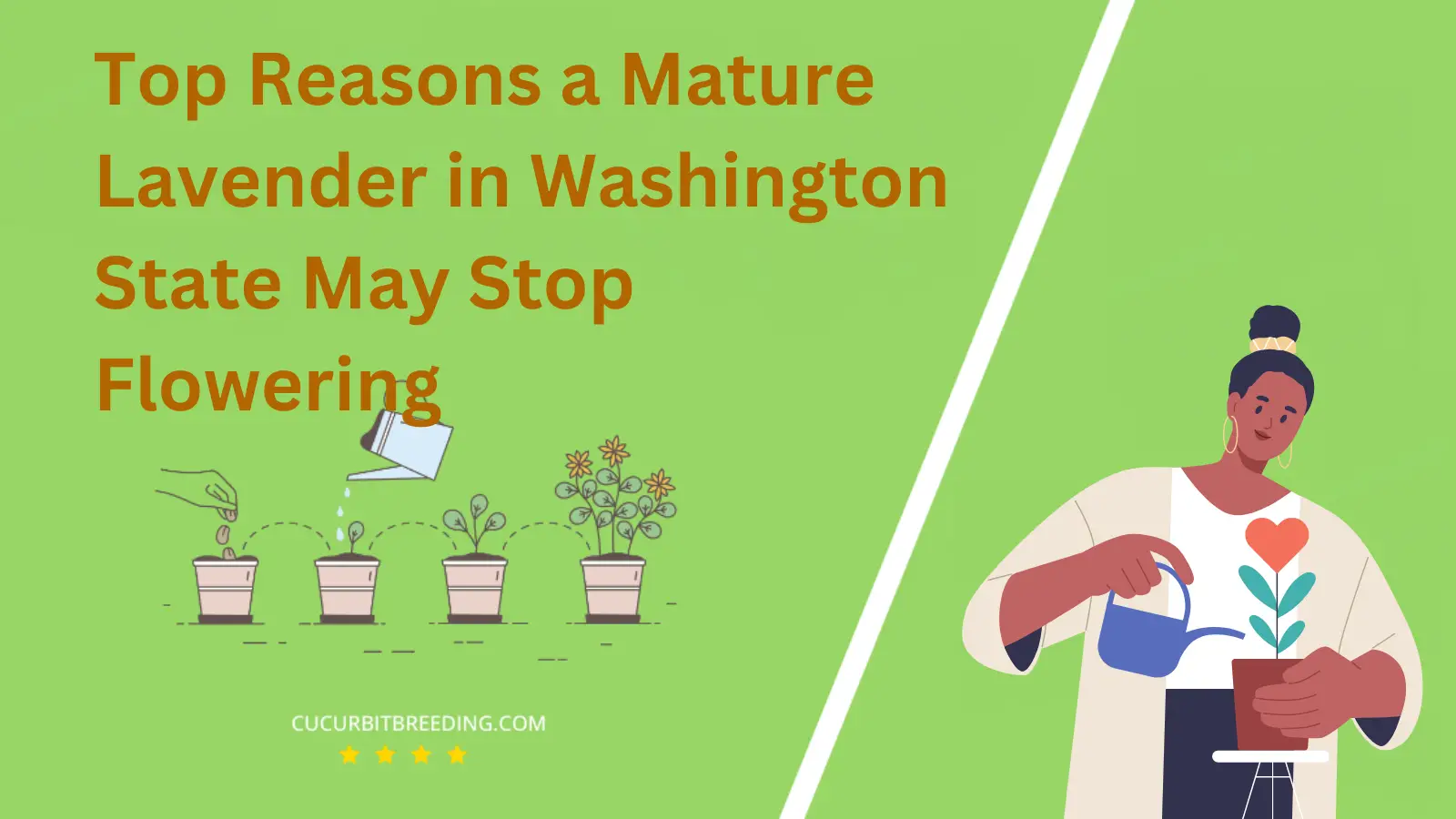 Top Reasons a Mature Lavender in Washington State May Stop Flowering