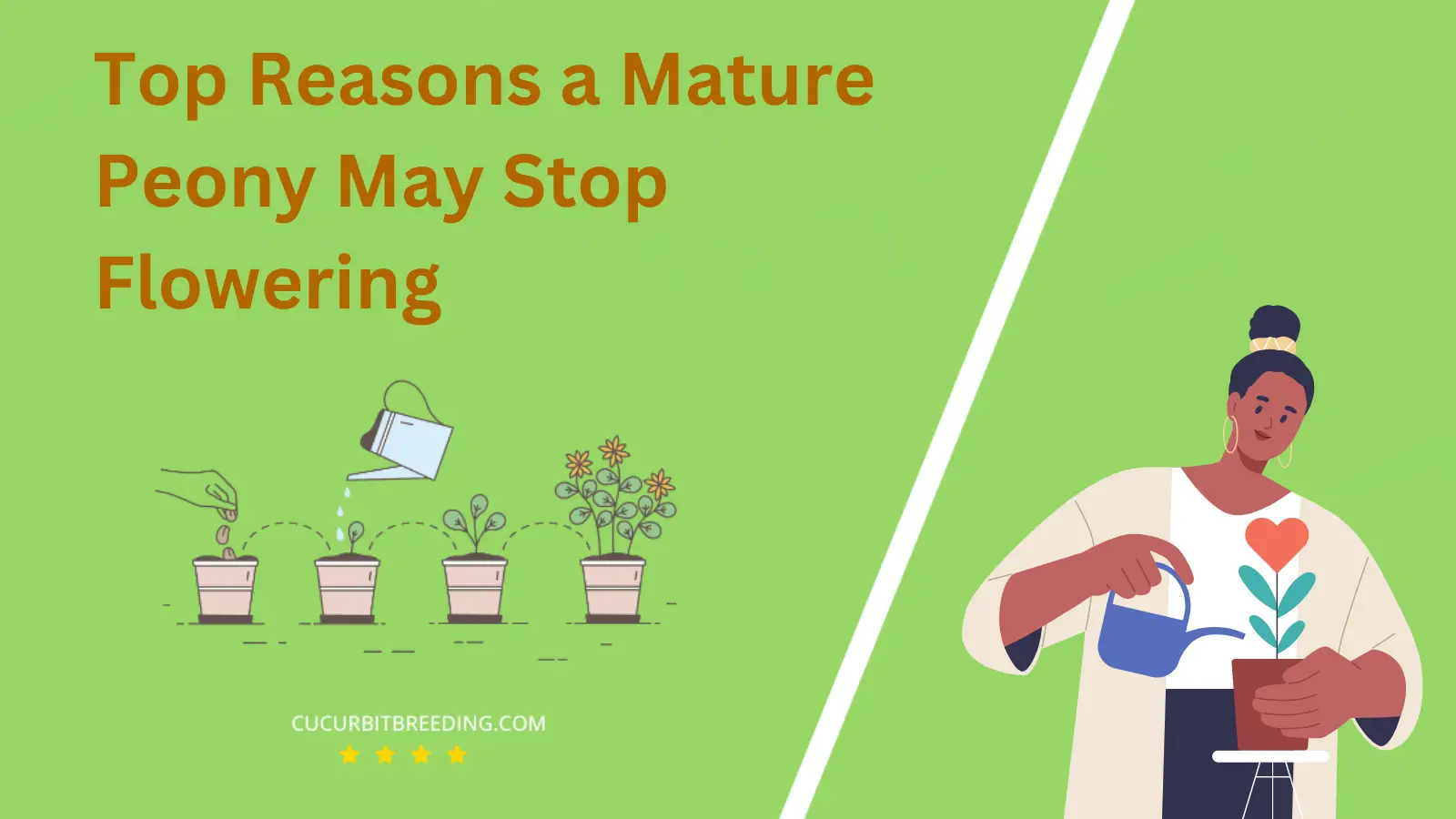 Top Reasons a Mature Peony May Stop Flowering