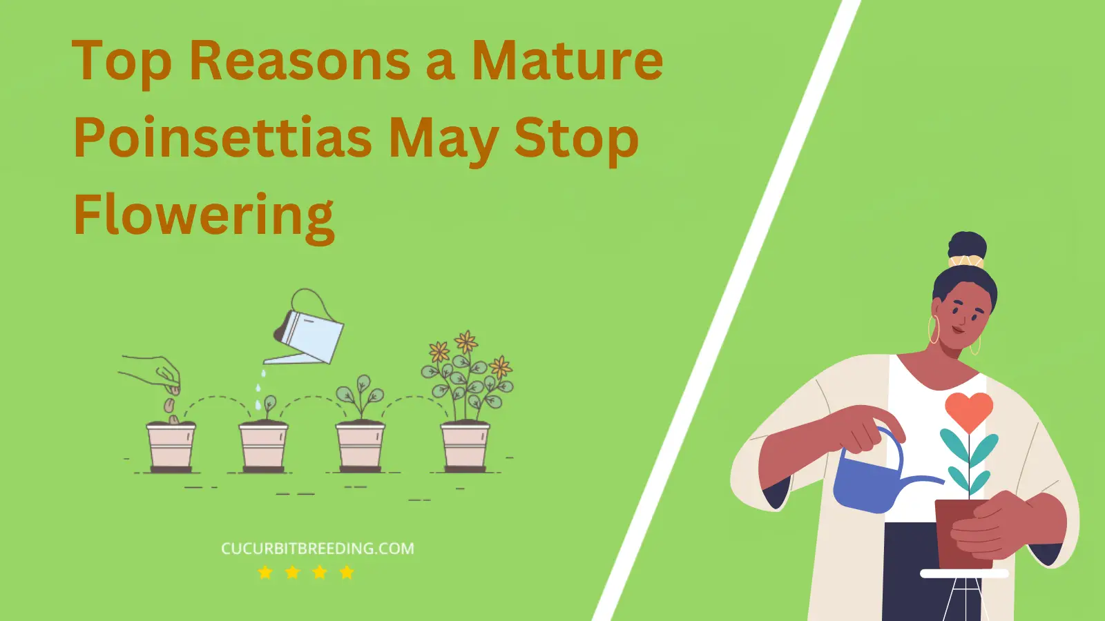 Top Reasons a Mature Poinsettias May Stop Flowering