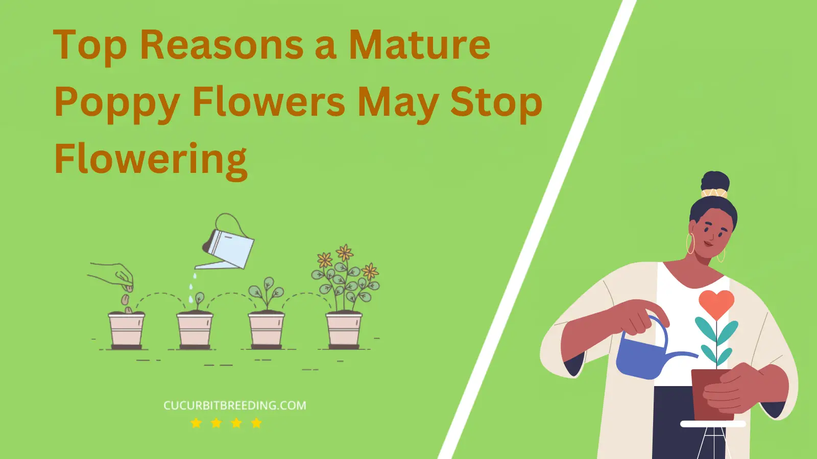 Top Reasons a Mature Poppy Flowers May Stop Flowering