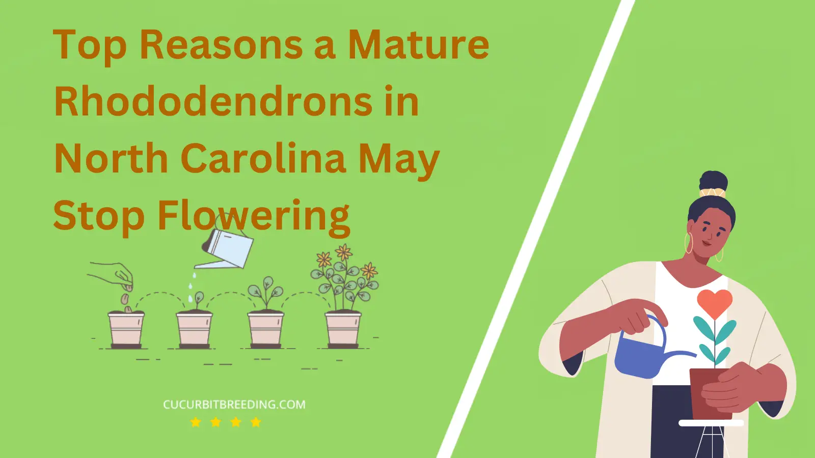 Top Reasons a Mature Rhododendrons in North Carolina May Stop Flowering