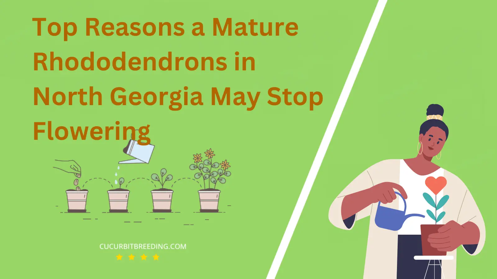 Top Reasons a Mature Rhododendrons in North Georgia May Stop Flowering