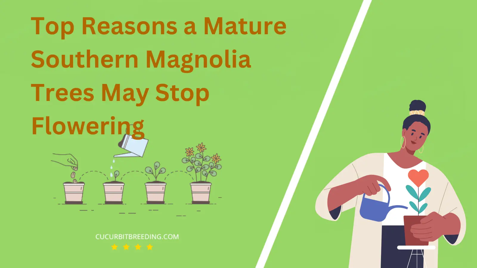 Top Reasons a Mature Southern Magnolia Trees May Stop Flowering