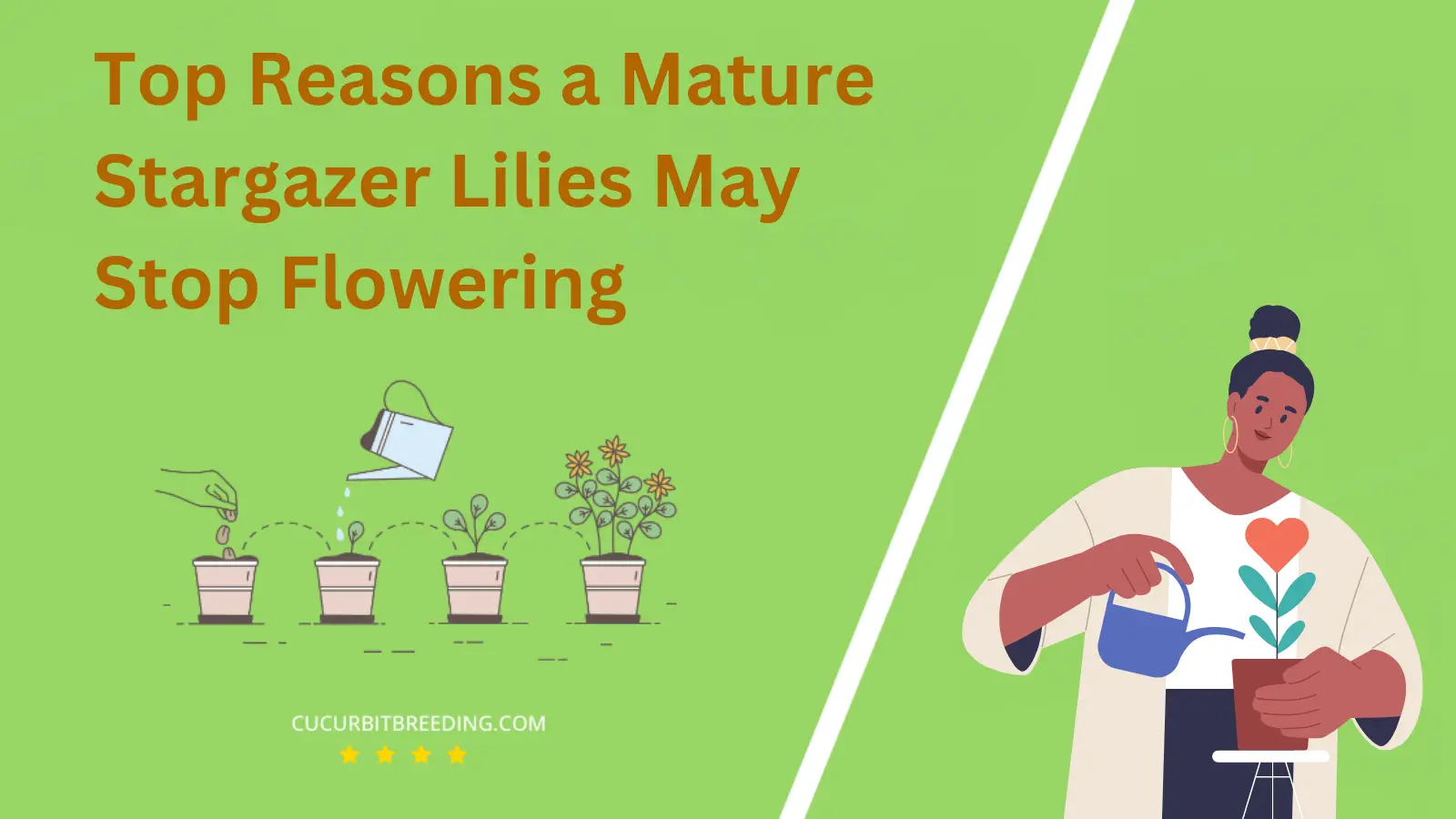 Top Reasons a Mature Stargazer Lilies May Stop Flowering