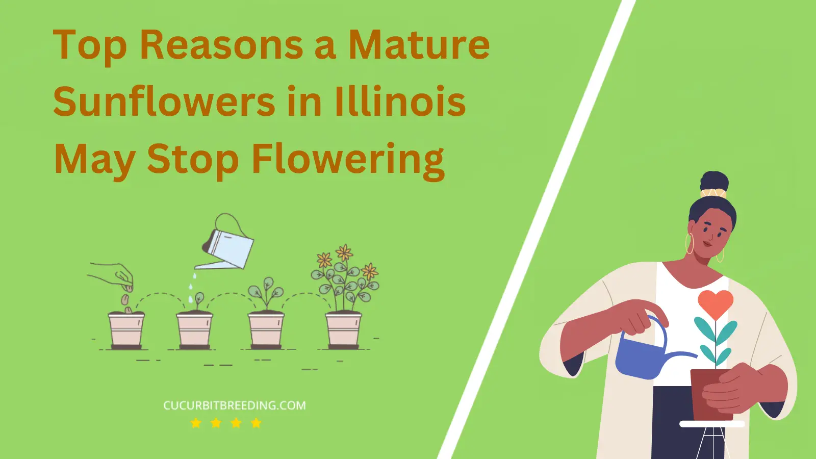 Top Reasons a Mature Sunflowers in Illinois May Stop Flowering