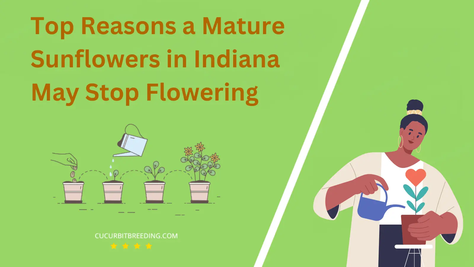 Top Reasons a Mature Sunflowers in Indiana May Stop Flowering