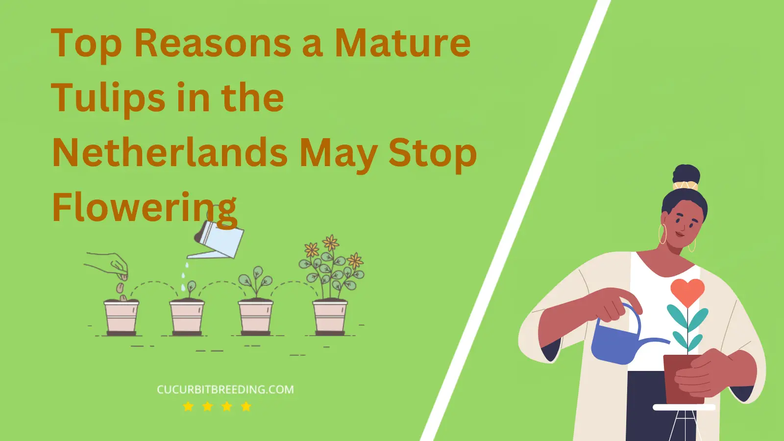 Top Reasons a Mature Tulips in the Netherlands May Stop Flowering