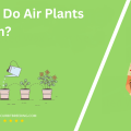 When Do Air Plants Bloom