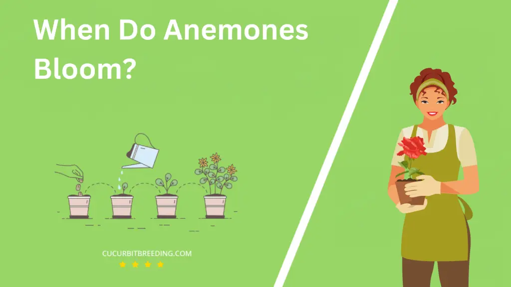 When Do Anemones Bloom