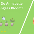 When Do Annabelle Hydrangeas Bloom
