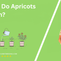 When Do Apricots Bloom