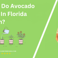When Do Avocado Trees In Florida Bloom
