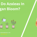 When Do Azaleas In Michigan Bloom