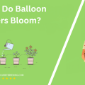 When Do Balloon Flowers Bloom