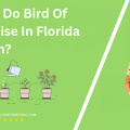 When Do Bird Of Paradise In Florida Bloom