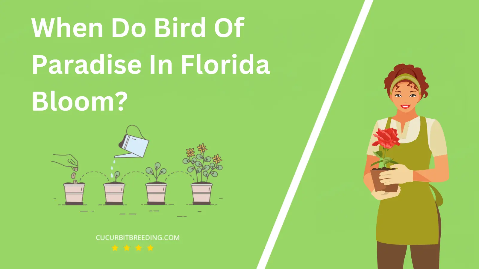 When Do Bird Of Paradise In Florida Bloom?