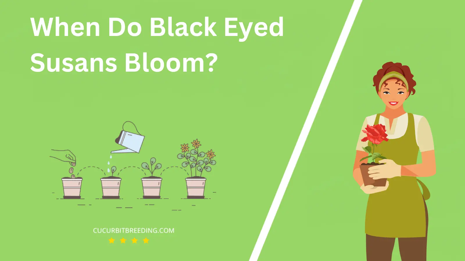 When Do Black Eyed Susans Bloom?