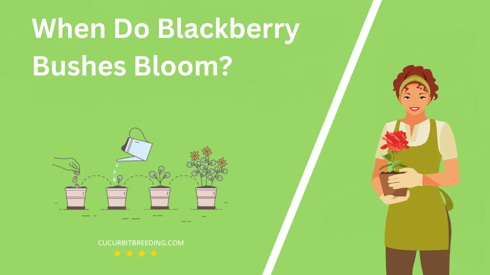 When Do Blackberry Bushes Bloom?