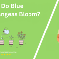 When Do Blue Hydrangeas Bloom