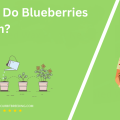 When Do Blueberries Bloom