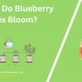 When Do Blueberry Bushes Bloom