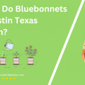 When Do Bluebonnets In Austin Texas Bloom