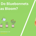 When Do Bluebonnets In Texas Bloom