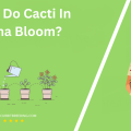 When Do Cacti In Arizona Bloom